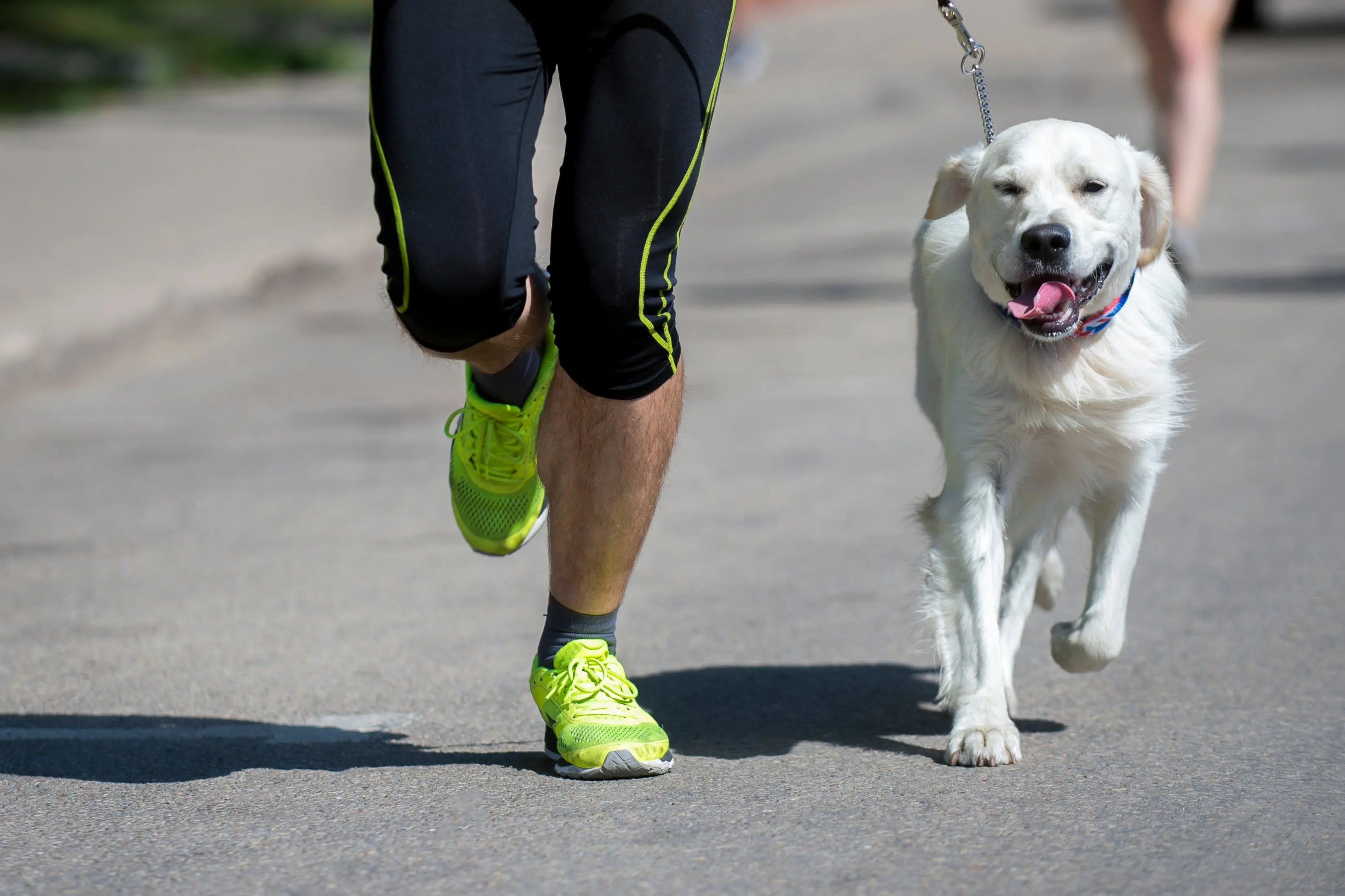 Running with Your Best Friend: Unleashing the Joy of Running with Your Dog